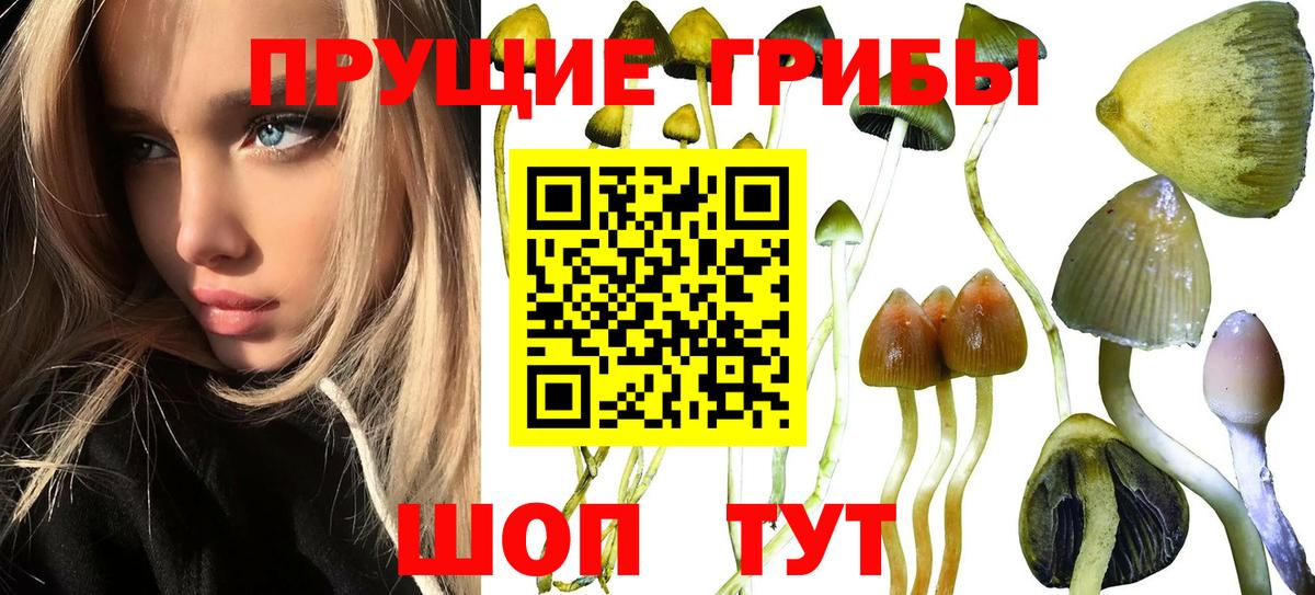 Псилоцибиновые грибы мицелий  Вход с VPN  Арсеньев  Галлюциногенные грибы Cubensis 